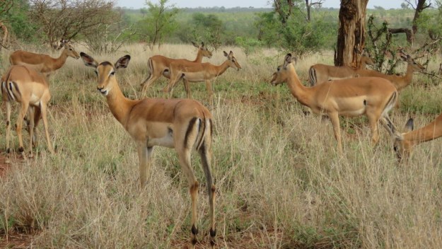 IMG_3077 Impala herd of females 2019-11-14 7-53-03 AM