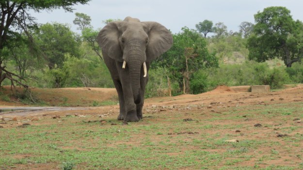 IMG_3121 Elephant approaching 2019-11-14 9-16-16 AM