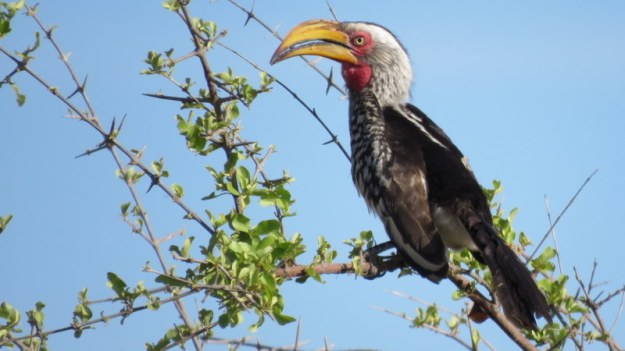 IMG_5003 Southern Yellow-billed Hornbill 2019-11-25 4-21-15 PM