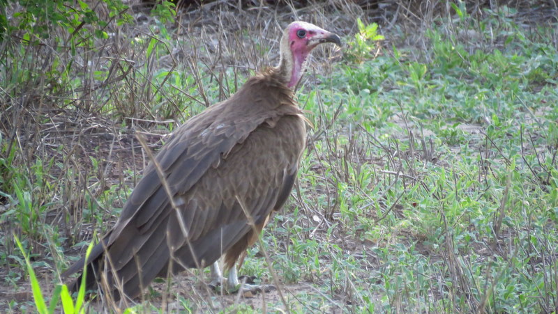IMG_6523 Hooded Vulture 2019-12-03 6-41-16 AM