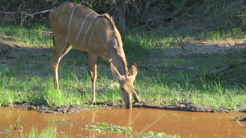 IMG_6624 Female Kudu drinking at Lake Panic 2019-12-03 5-01-58 PM