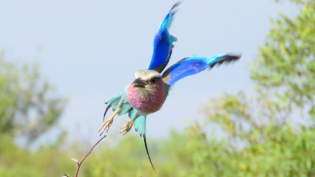 IMG_7271 Lilac breasted roller in flight 2019-12-07 7-25-00 AM