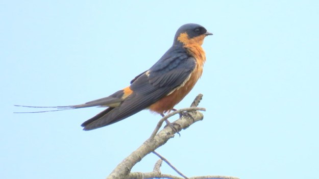IMG_7349 Red-breasted Swallow 2019-12-07 3-14-48 PM