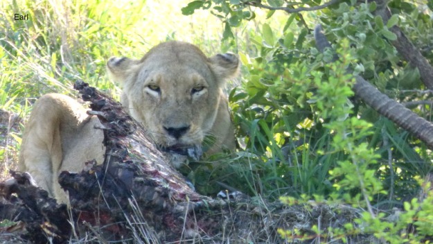 P1190059 Lioness on kill by Earl 2019-12-03 6-55-50 AM