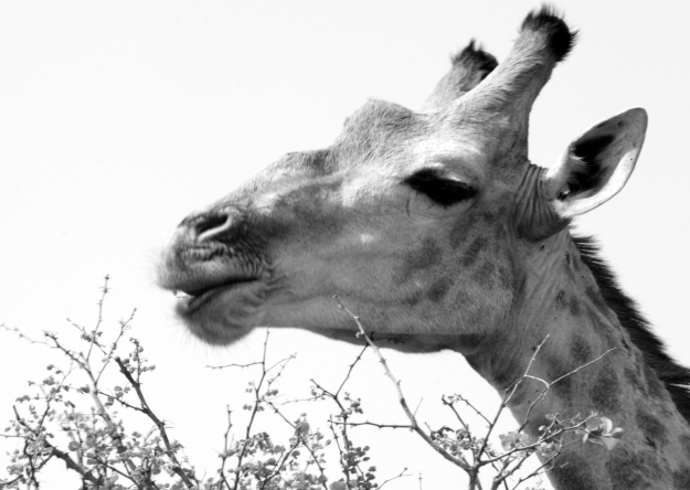 2010-10-02 023 Giraffe Earl Black and white
